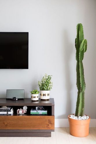 Plantas para decorar o ambiente